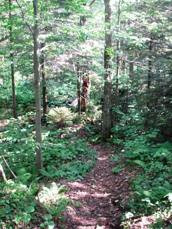 main trail, Woodford